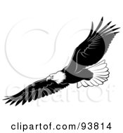 Poster, Art Print Of Black And White Bald Eagle In Flight - 3