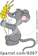 Royalty Free RF Clipart Illustration Of A Cute Gray And White Mouse Holding Wheat