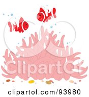Two Happy Red And White Clownfish With Bubbles Over A Pink Sea Anemone