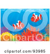 Poster, Art Print Of Two Red Clownfish Over A Coral Reef In The Sea