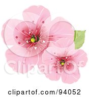 Two Pink Cherry Blossom Flowers With A Green Leaf