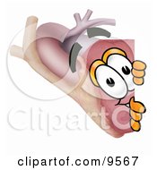 Heart Organ Mascot Cartoon Character Peeking Around A Corner