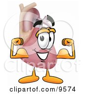 Clipart Picture Of A Heart Organ Mascot Cartoon Character Flexing His Arm Muscles