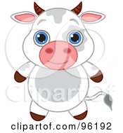 Adorable Baby Cow With Big Blue Eyes