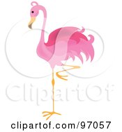 Pink Flamingo Bird Balanced On One Leg