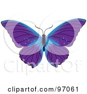 Poster, Art Print Of Blue And Purple Butterfly With Open Wings