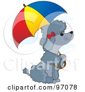 Gray Poodle Puppy Sitting Under An Umbrella In The Rain