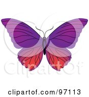 Poster, Art Print Of Pink And Purple Butterfly With Open Wings