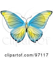 Poster, Art Print Of Blue And Green Butterfly With Open Wings