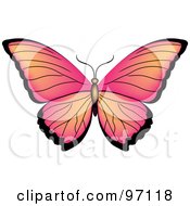 Poster, Art Print Of Pink And Orange Butterfly With Open Wings