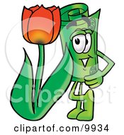 Rolled Money Mascot Cartoon Character With A Red Tulip Flower In The Spring