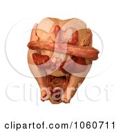 Uncooked TurkeyAmpGiblets Heart Liver Gizzard Neck Royalty Free Stock Photo by Kenny G Adams